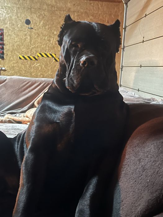 Reproduktor cane corso