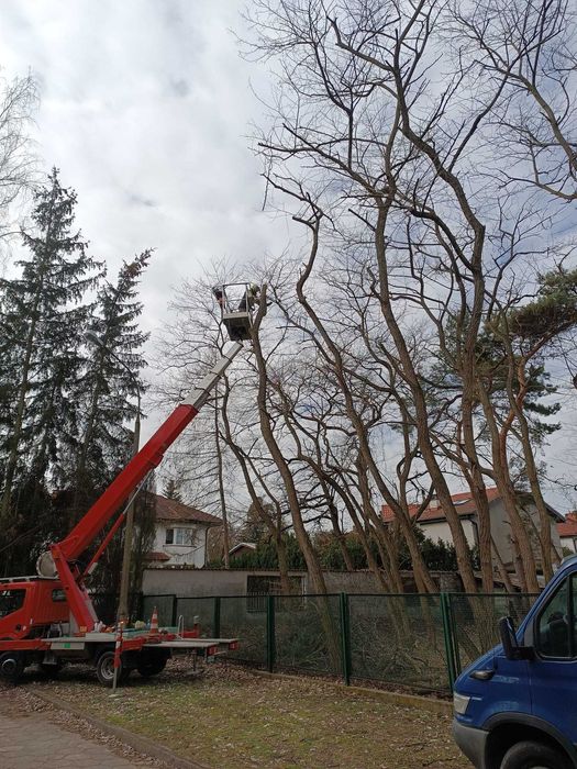 Wycinka drzew i frezowanie pni Płochocin, Błonie, Ożarów Mazowiecki