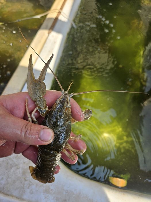 Рак крупный средний