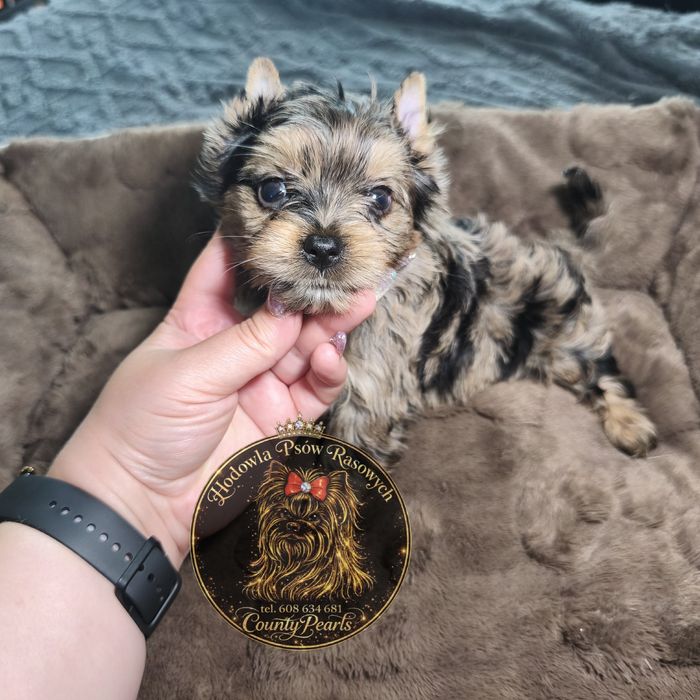 Blue Merle Yorkshire Terrier przepiękny piesek  o unikalnym wyglądzie