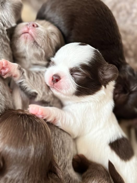 Przepiękny piesek chihuahua długowłosy