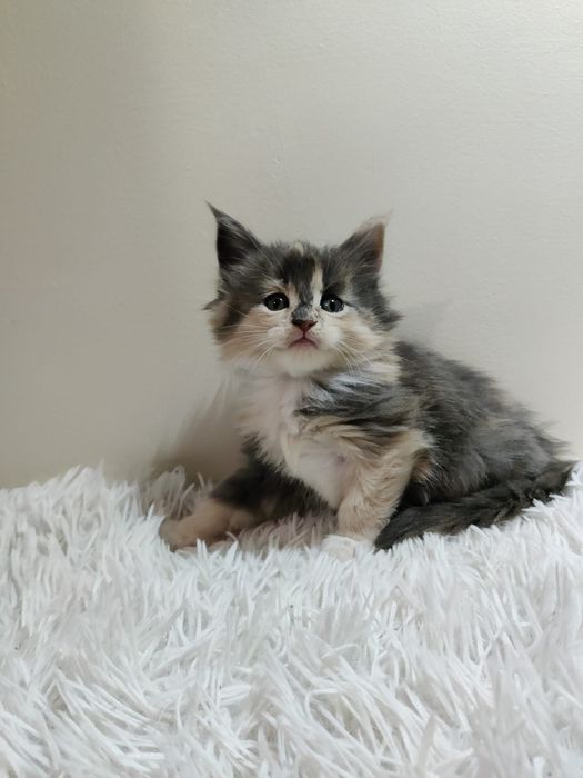 Maine Coon / ruda / FPL