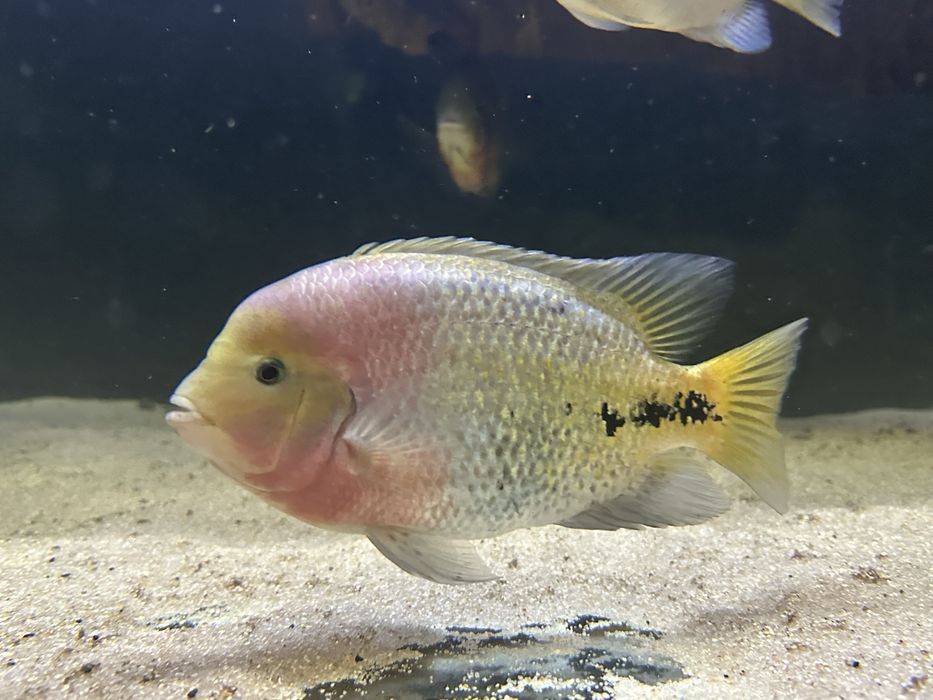 Vieja synspilum macho 30cm