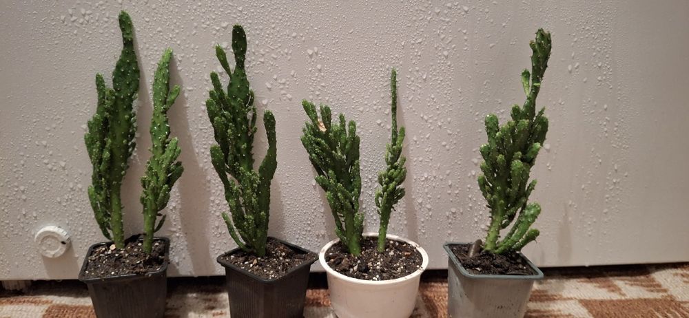 Опунція і багато інших рослин