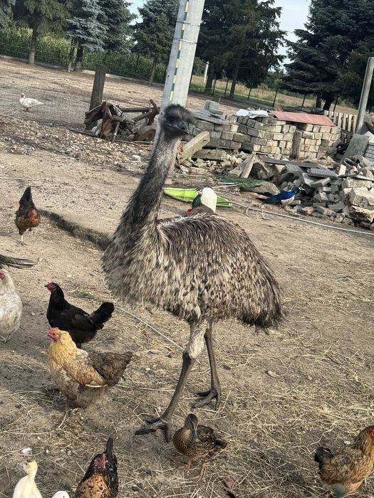 Mam na sprzedaż emu