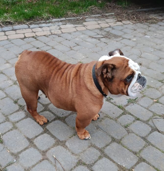 Niunia buldog angielski  za darmo