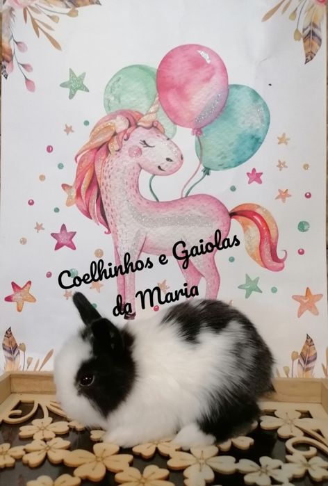 KIT Coelhos Anões Bebés, Mini Toy, Holandêz, Tedy, Belier (Orelhudo)