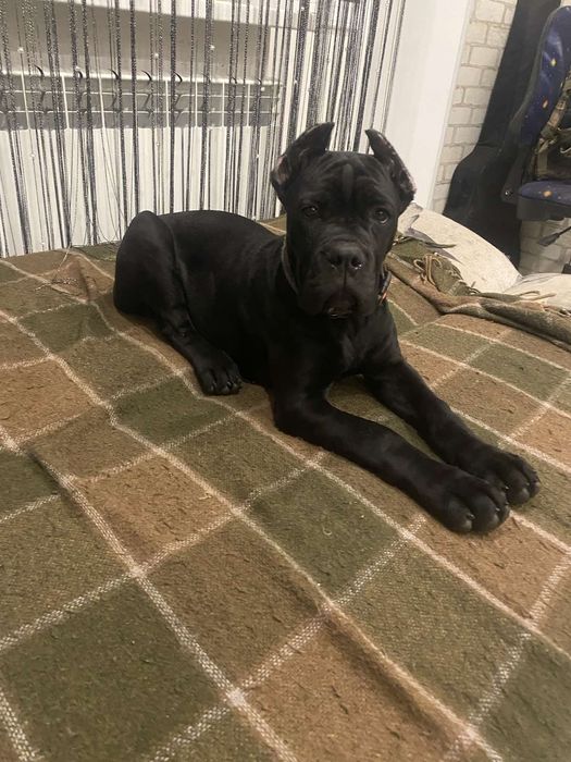 Пропонуємо дівчаток Кане Корсо