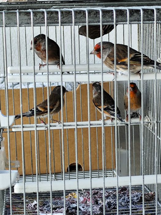 travessos híbridos machos