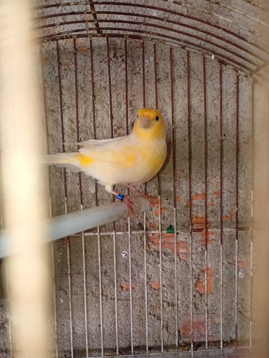 Vendo casal de canarios