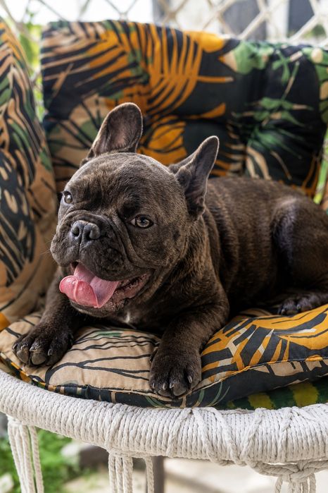 Buldogi francuskie
