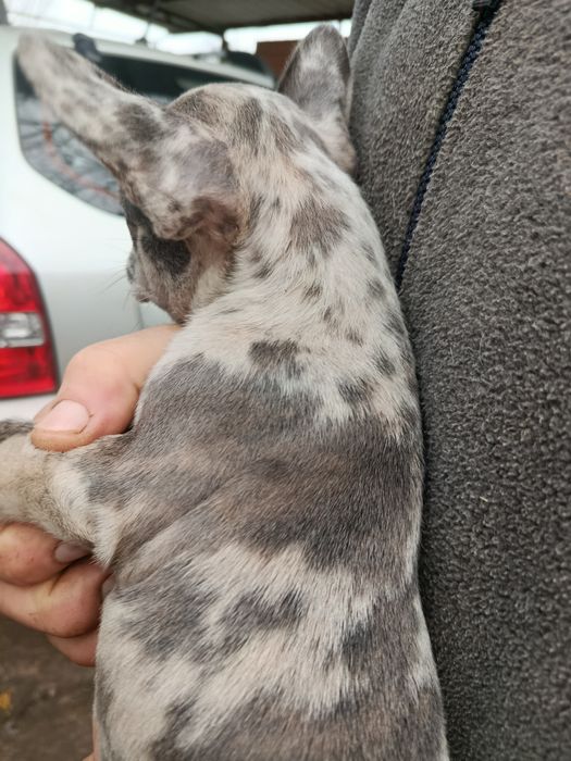 Французский бульдог