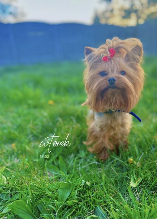 Malutki piesek reproduktor yorkshire terrier york FCI