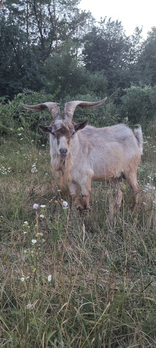Продаються два здорові, доглянуті козли