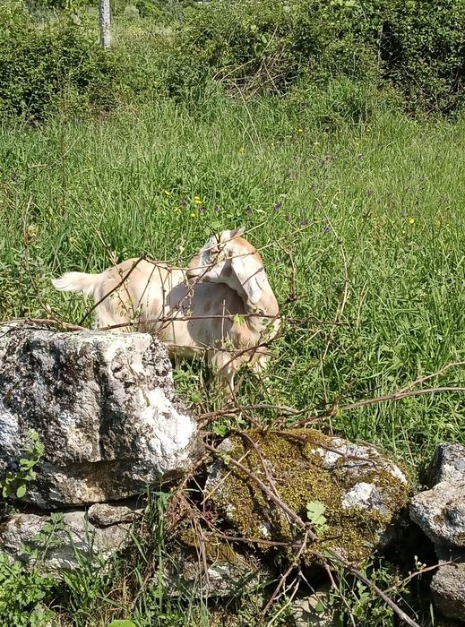Cabras boa qualidade