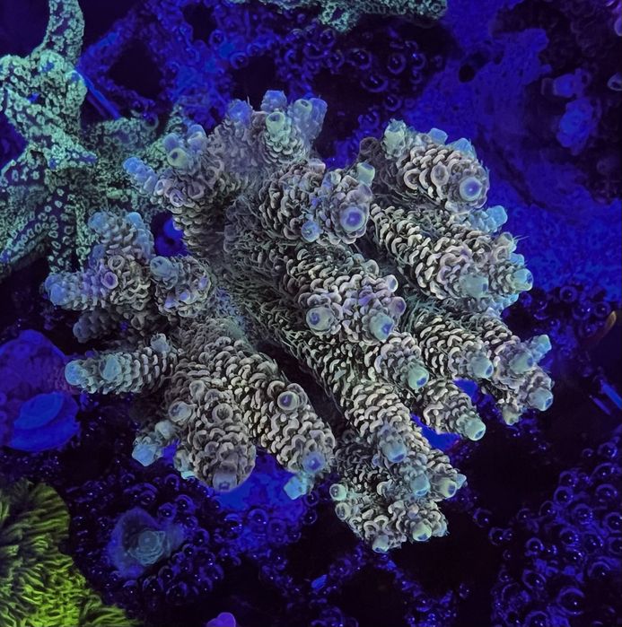 Acropora milleopora sunset L