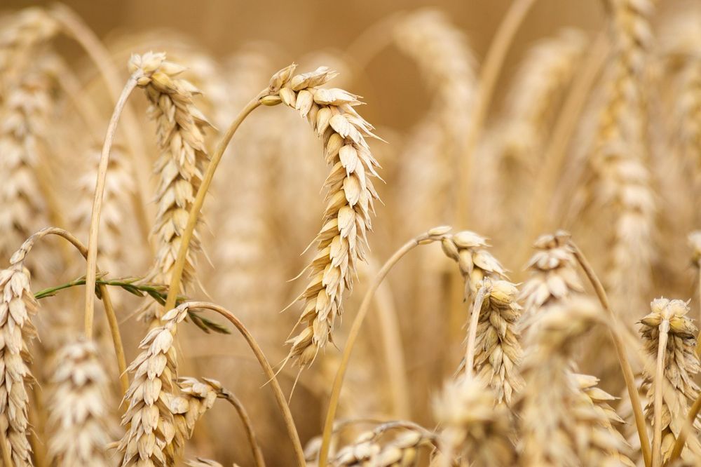 Продам зерно ячменю та пшениці