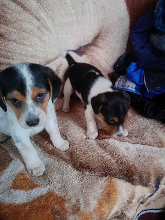 Oddam w dobre ręce szczeniaki