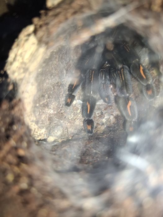 Psalmopeus Irminia samica 4 dc