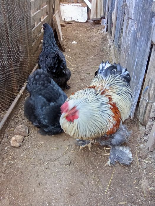 Ovos galados de galinha de raça