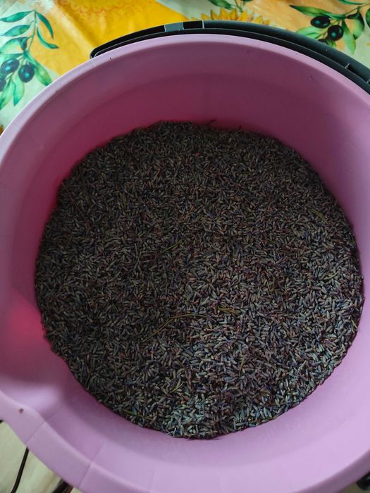 Susz lawendowy tegoroczny 1kg