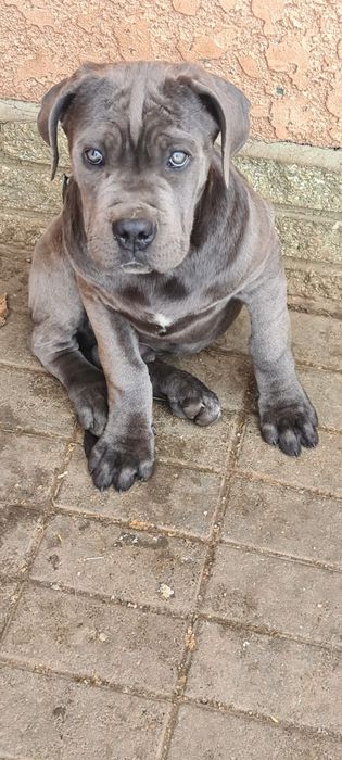 Кане -Корсо Хлопчик