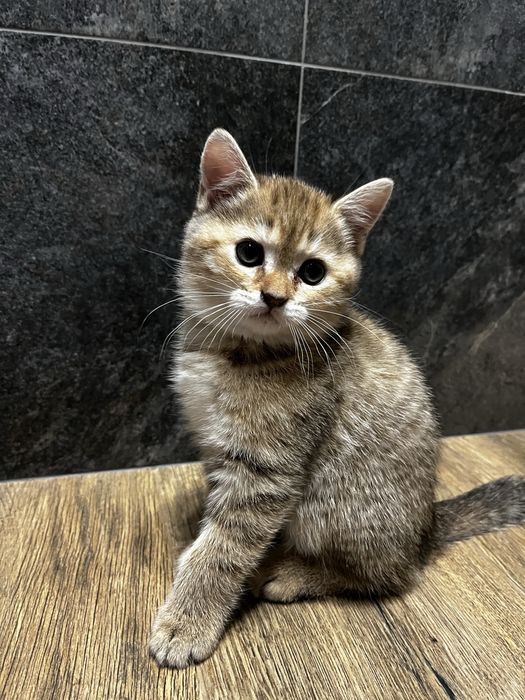 шотландські кошенята