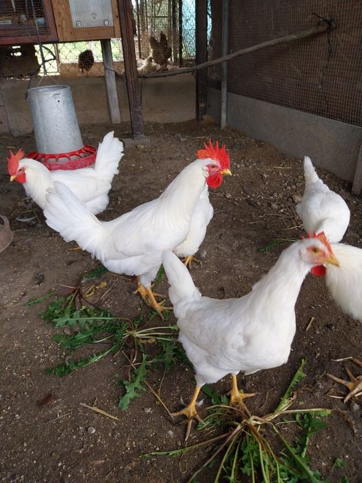 Ovos galados de galinhas Leghorn white