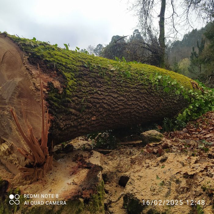 Lenha seca da melhor qualidade