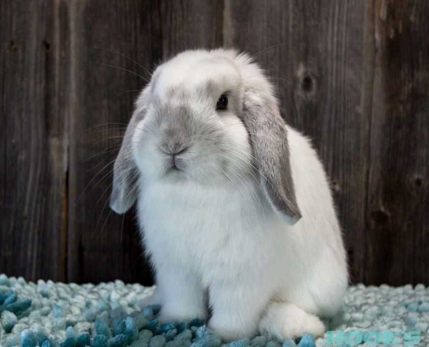 KIT Coelhos anões mini loop, orelhudos adoráveis e super inteligentes