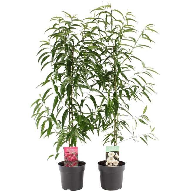 Brzoskwinia ozdobna "Taoflora", duże drzewka XXL, unikat!