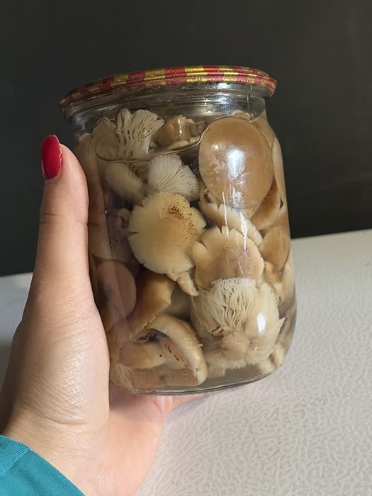 Лісові карпаські опеньки