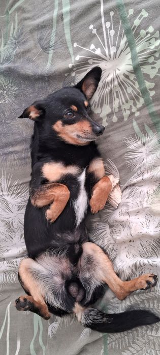 Собака в заботливые руки
