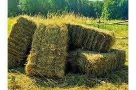 Продам тюки сіна різнотрав'я.