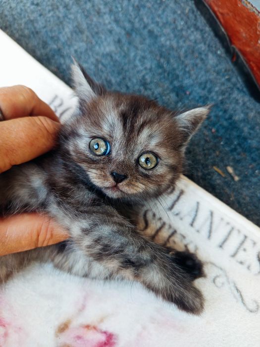Кошенята Скоттіш фол