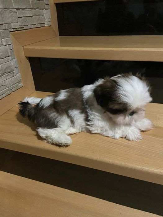 Szczeniaczek shih tzu