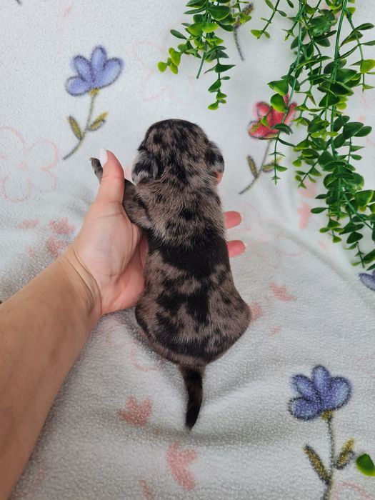 Excelente menino Pug Carlin Merle de Qualidade