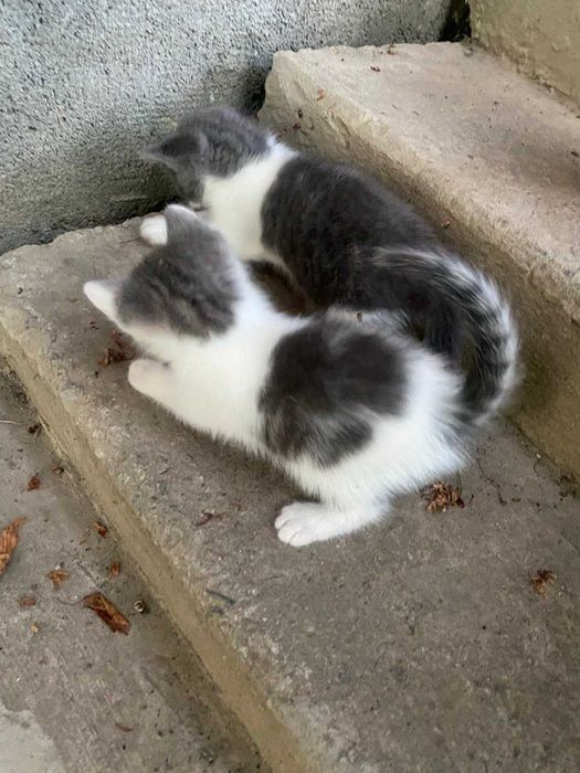 віддам кошенят в добрі руки