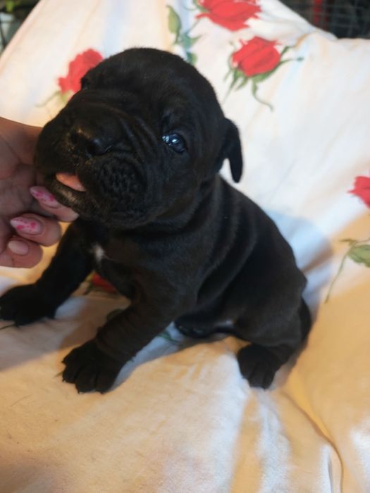 Piękny czarny piesek cane corso