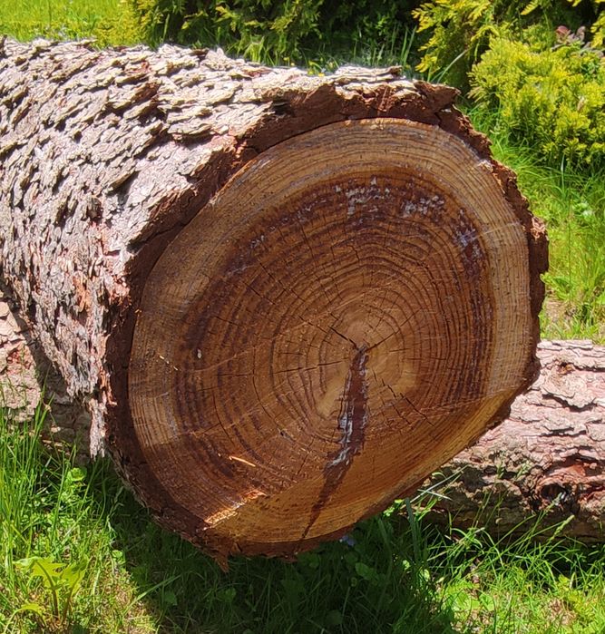 Modrzew w kłodach oraz 3 dłużyce świerków
