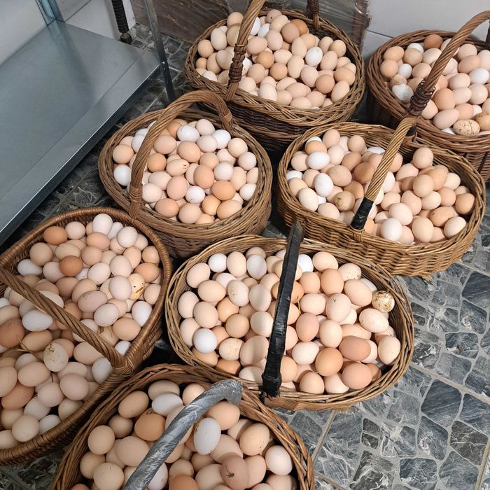 jajka wiejskie od rolnika