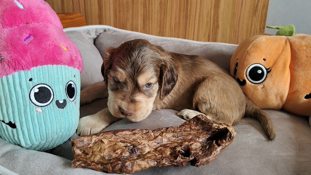 Cocker spaniel angielski piesek , badania