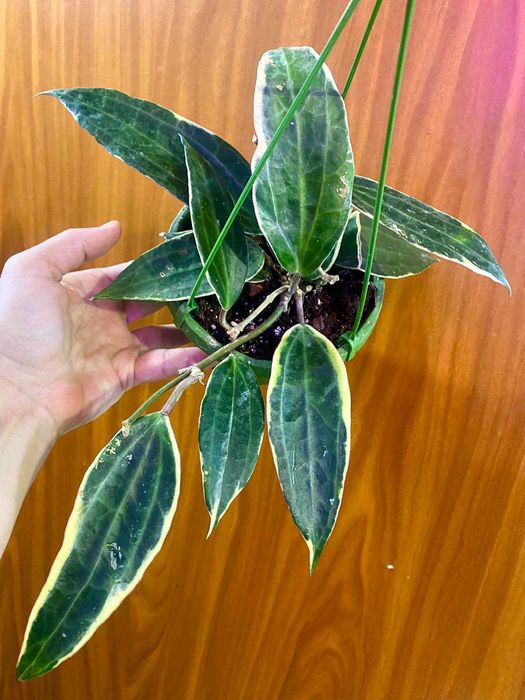 Hoya Latifolia 'albomarginata'