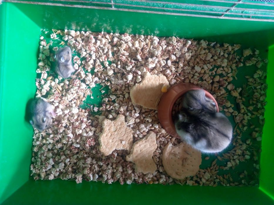 Хомячки Кременчуг