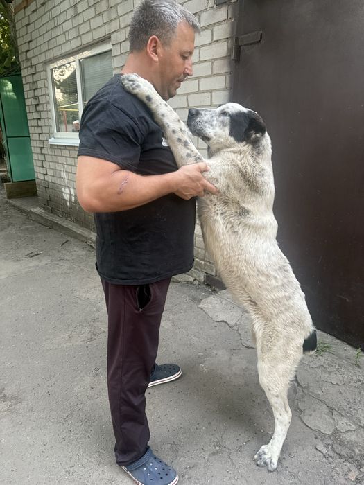 Продам цуценят алабая
