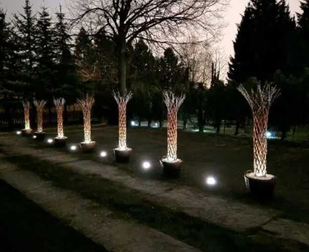 Ozdobne drzewko do ogrodu na działkę, wierzba pleciona, polska palma