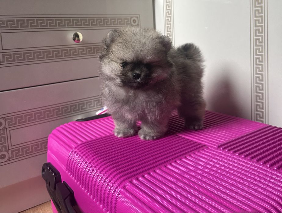 Девочка померанский шпиц в медвежьем типе