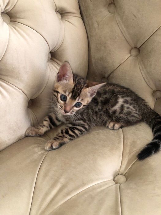 Бенгальские котята