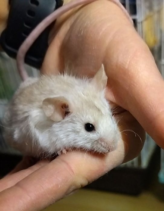 Справжній маленький друг - ручний самець