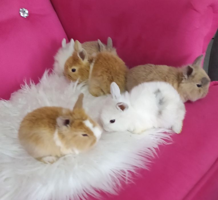 Króliczki miniaturki karzełki